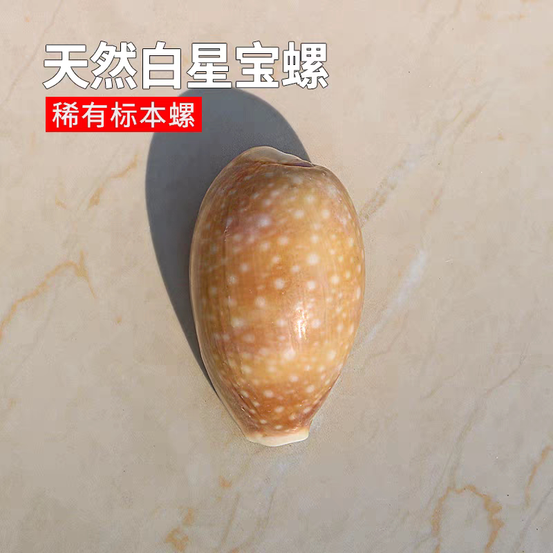 海贝缘白星宝螺天然海螺稀有标本图片