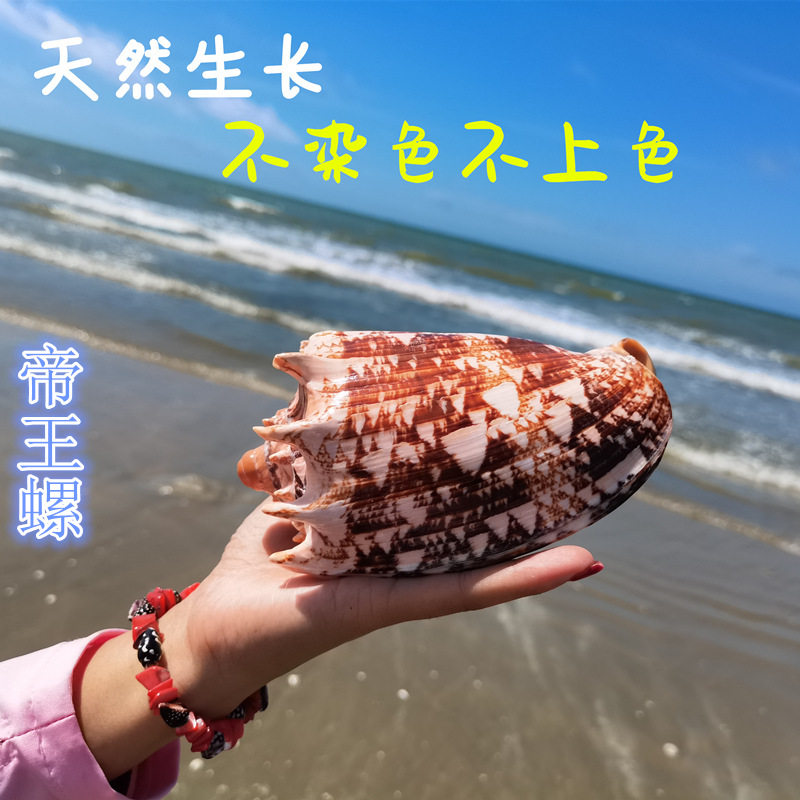 天然贝壳凤凰帝王螺中国山水画图楼盘飘窗摆饰水族鱼缸造景背景墙