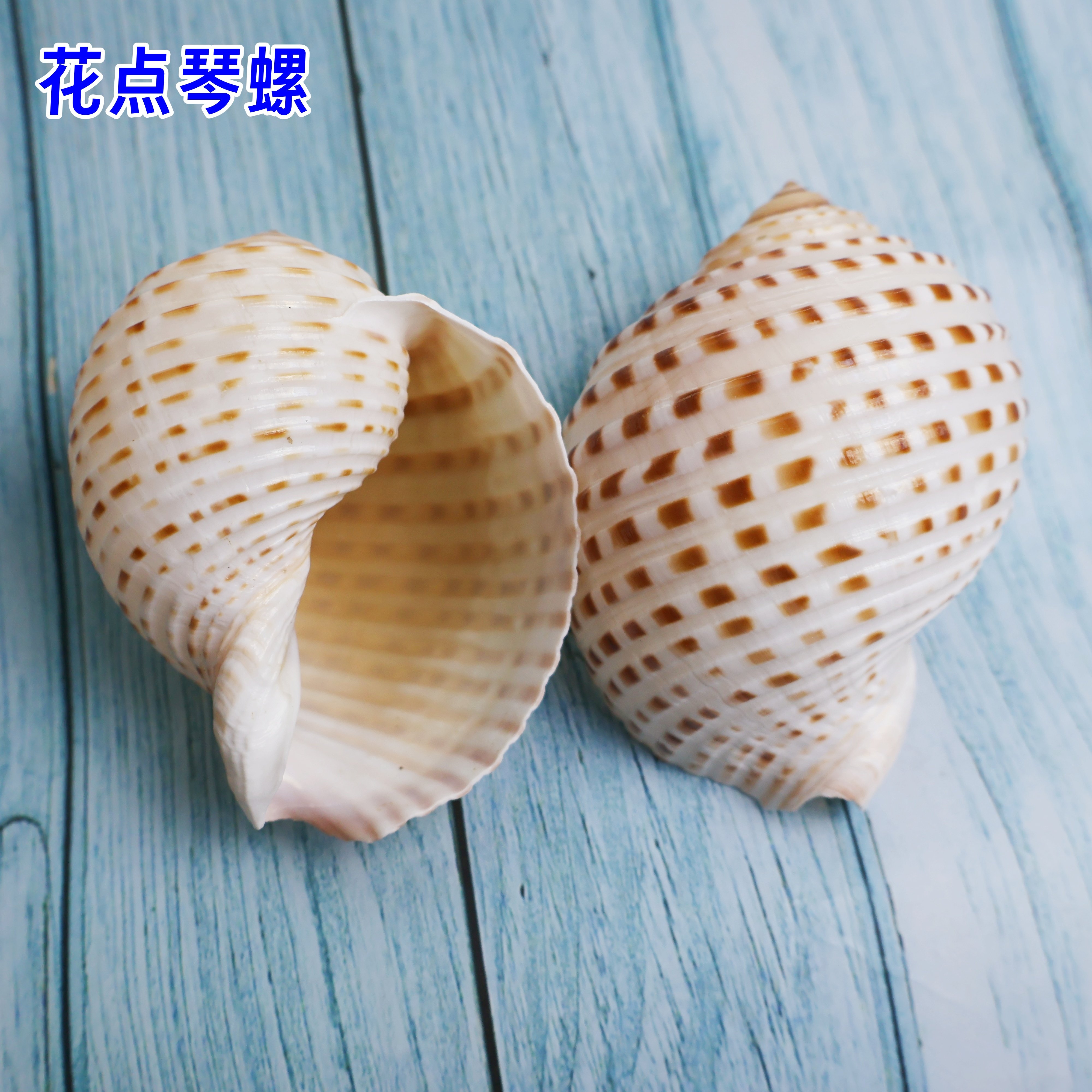 花点琴螺天然海螺贝壳鱼缸水族造景卷贝鱼繁殖壳多肉花盆底座摆件,家居饰品,海螺/贝壳/珊瑚,淘宝优惠券,粉丝福利购,淘宝优惠卷