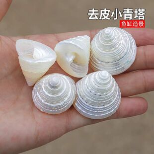 去皮小青塔螺天然贝壳海螺白塔螺家居摆件饰鱼缸造景拍摄道具diy