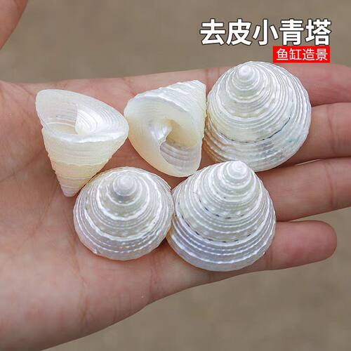海贝缘去皮小青塔螺天然贝壳海螺