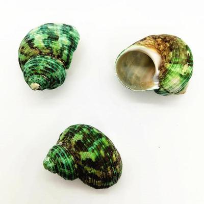 鱼缸造景装饰标本寄居蟹替换壳