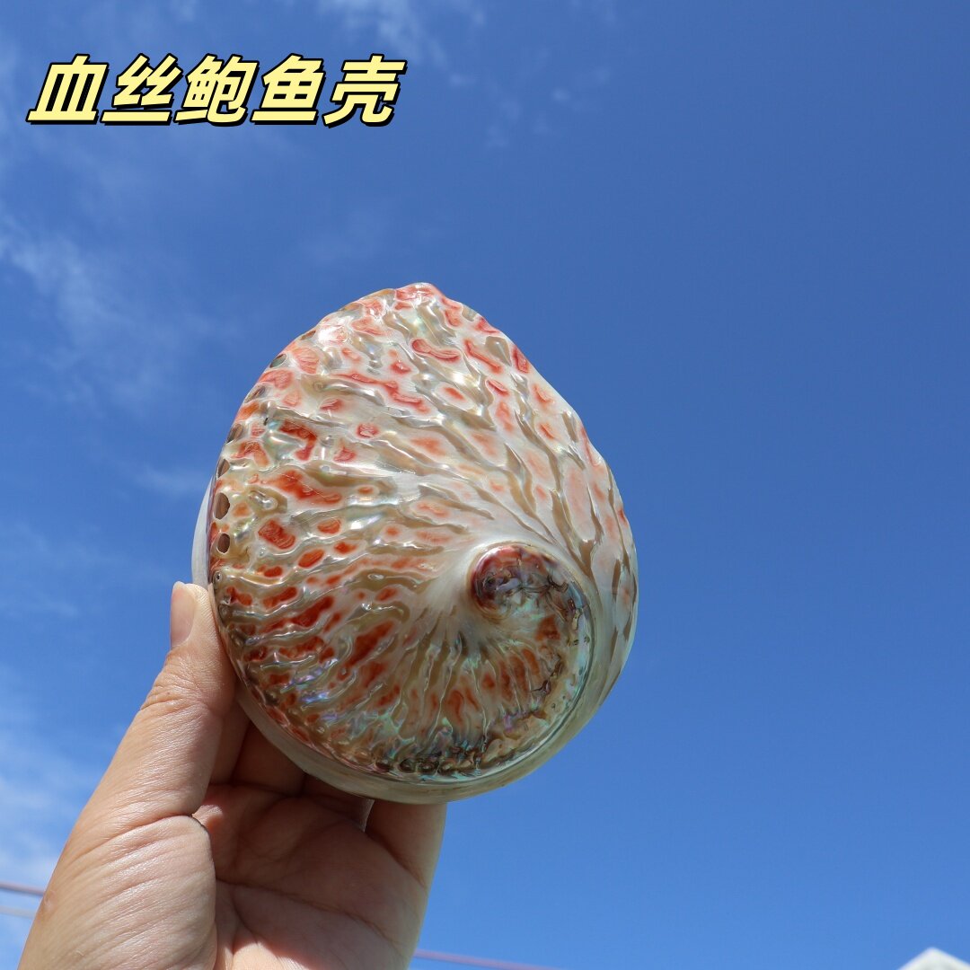 海贝缘红色纹鲍鱼贝壳家居饰品