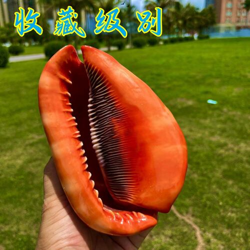 万宝螺天然大贝壳中式海螺摆件