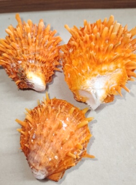 海贝缘双面黃金海菊蛤天然海螺