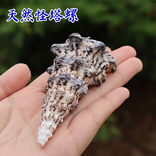 天然海螺贝壳钉螺怪塔螺标本收藏鱼缸水族造景家居摆饰创意礼品