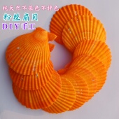 纯天然干净粉丝扇贝烧烤黄扇贝壳手工装 饰材料不染色不掉色