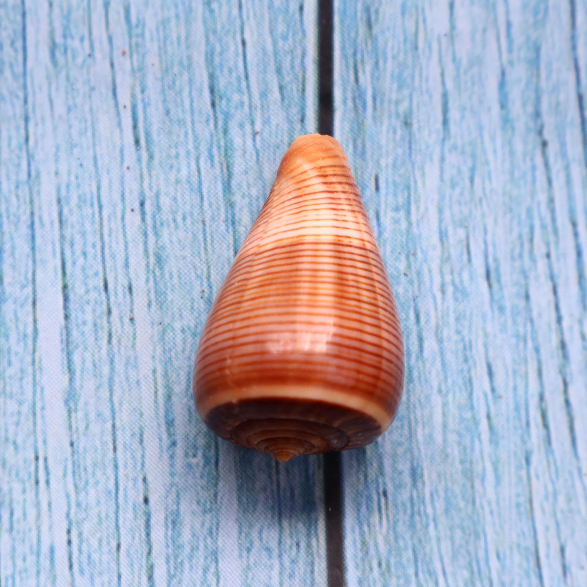 海贝缘天然海螺贝壳黑线芋螺