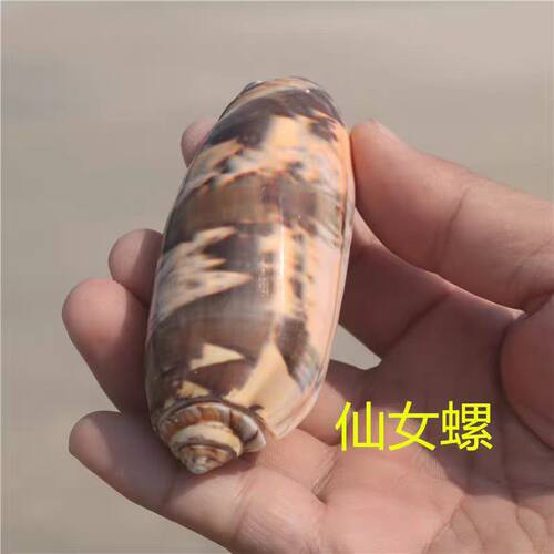 海贝缘天然海螺贝壳仙女螺鱼缸