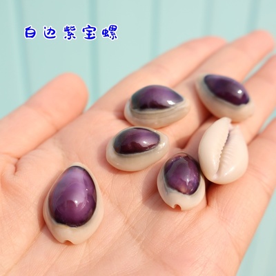 海贝缘白边紫宝螺天然海螺贝壳