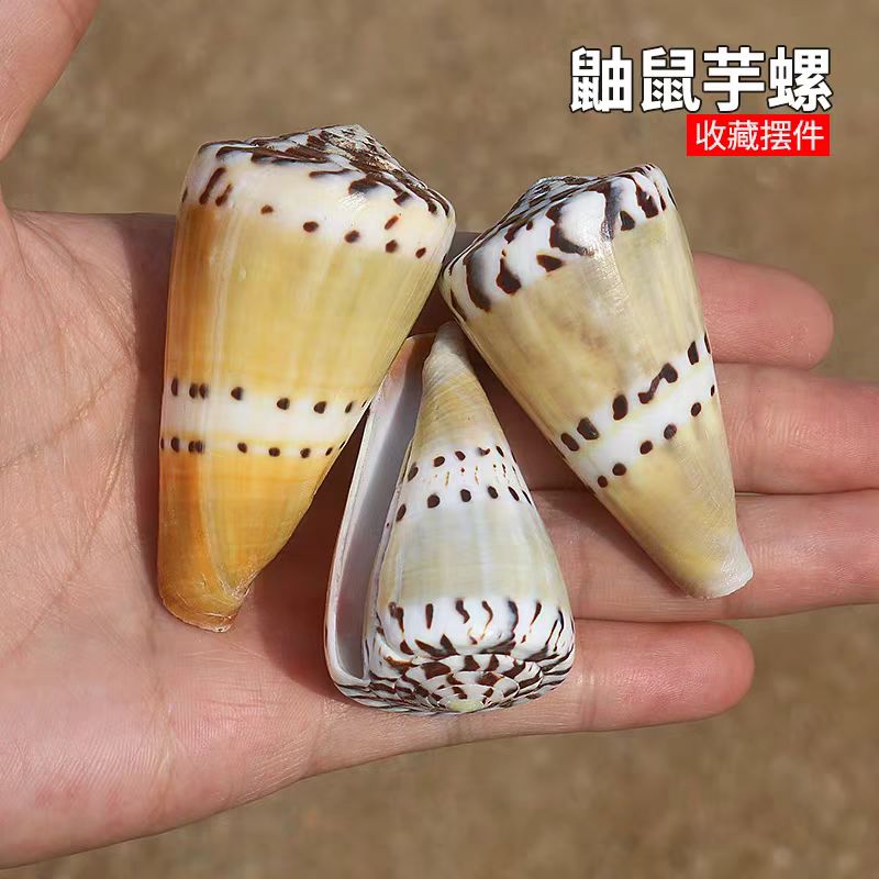 海贝缘天然海螺贝壳鼬鼠芋螺标本
