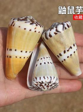 天然海螺贝壳鼬鼠芋螺标本收藏鱼缸造景装饰婚庆地台摆件稀有芋螺