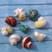 天然海螺去皮银口月光螺手工diy透明寄居蟹替换壳绿蝾螺去皮古文