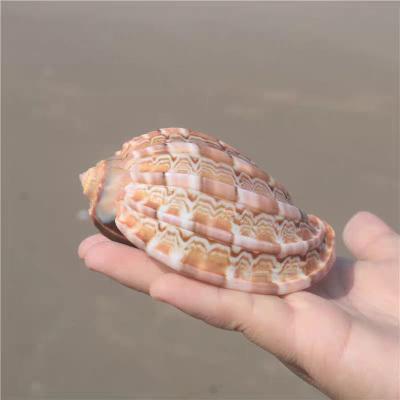 海贝缘天然海螺贝壳琵琶螺杨桃螺