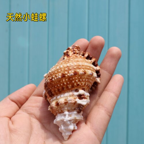 海贝缘天然小石号螺金口蛙螺