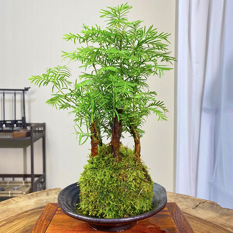 水杉丛林苔藓桌面水培盆景易养