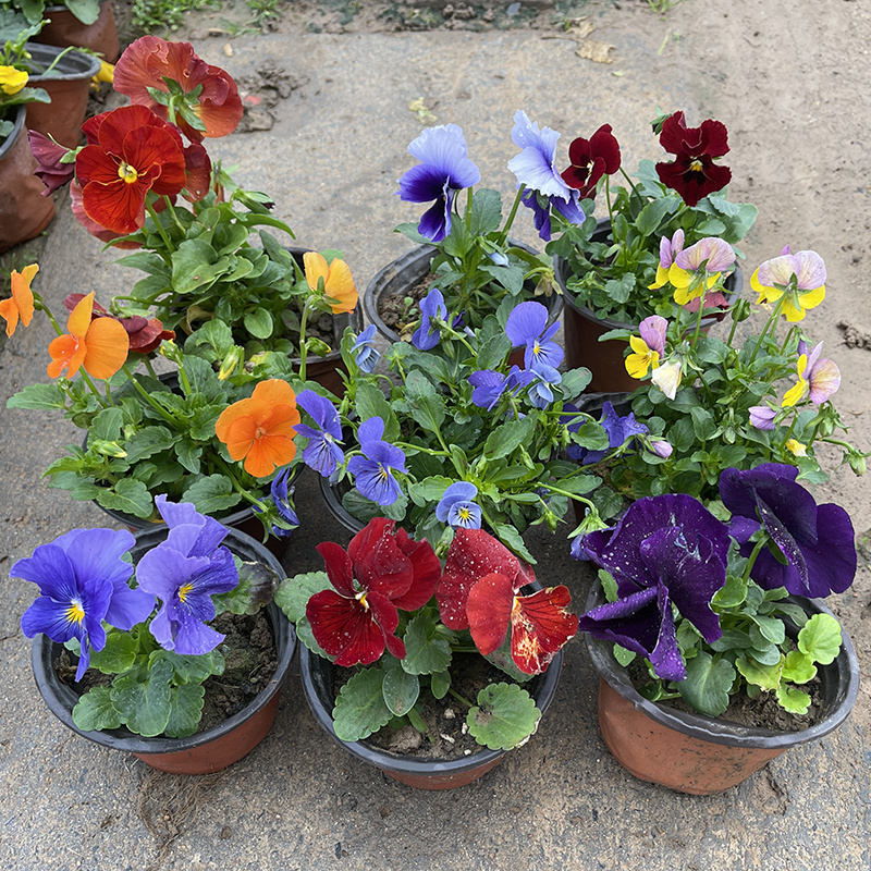 阳台盆栽耐寒好养庭院三色堇带花