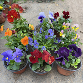 三色堇花苗角堇皱边角堇耐寒庭院园地栽植物阳台盆栽耐寒带花发货