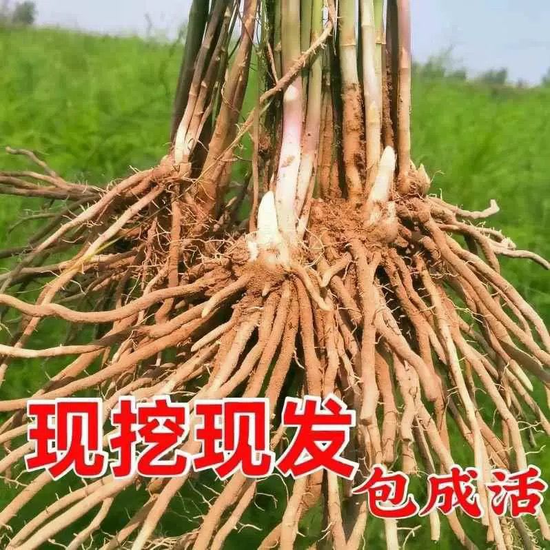 芦笋苗根绿色芦笋苗种四季蔬菜苗盆栽根苗种阳台庭院种植多年根生