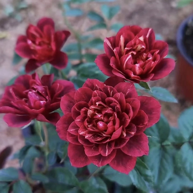 带花发货绝色果汁阳台盆栽三季开