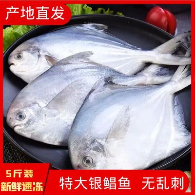 新鲜特大银鲳鱼静鱼扁鱼鲳鱼青岛深海鲜活捕捞冷冻锁鲜平鱼无乱刺