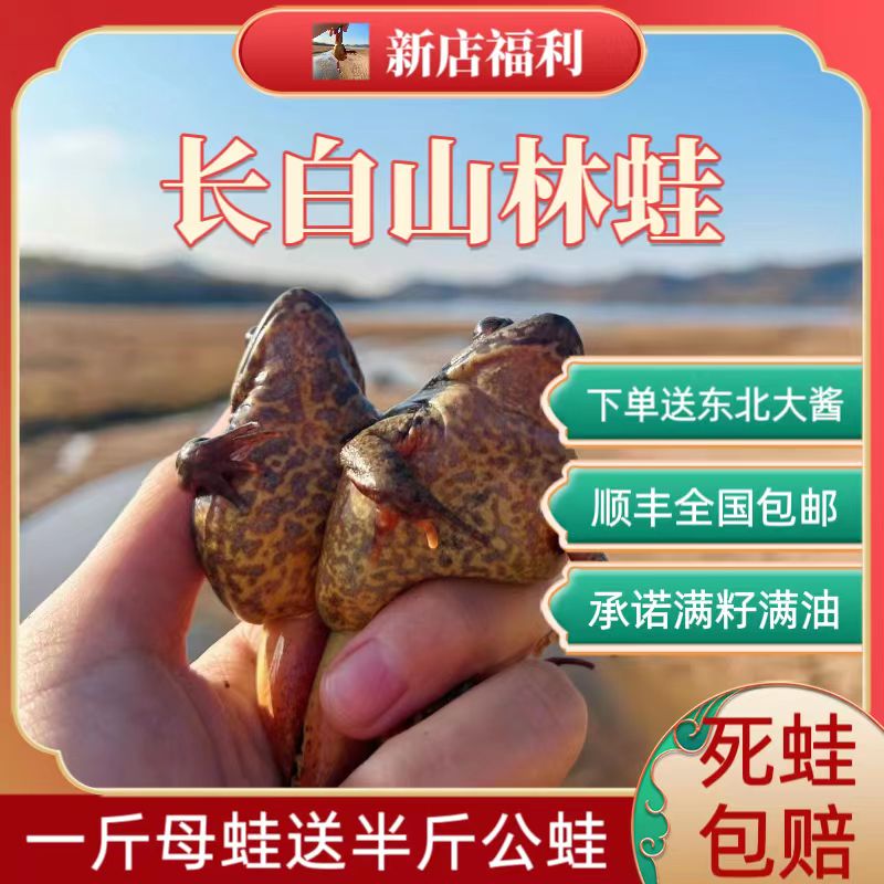 东北林蛙鲜活长白山活林蛙 深山泉水母豹子满籽满油活雪蛤 哈士蟆