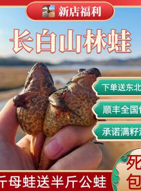 东北林蛙鲜活长白山活林蛙 深山泉水母豹子满籽满油活雪蛤 哈士蟆
