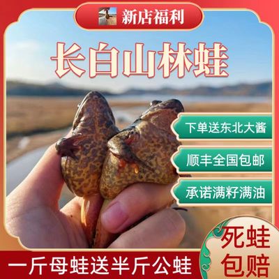 林蛙鲜活长白山雪蛤保活满籽满油