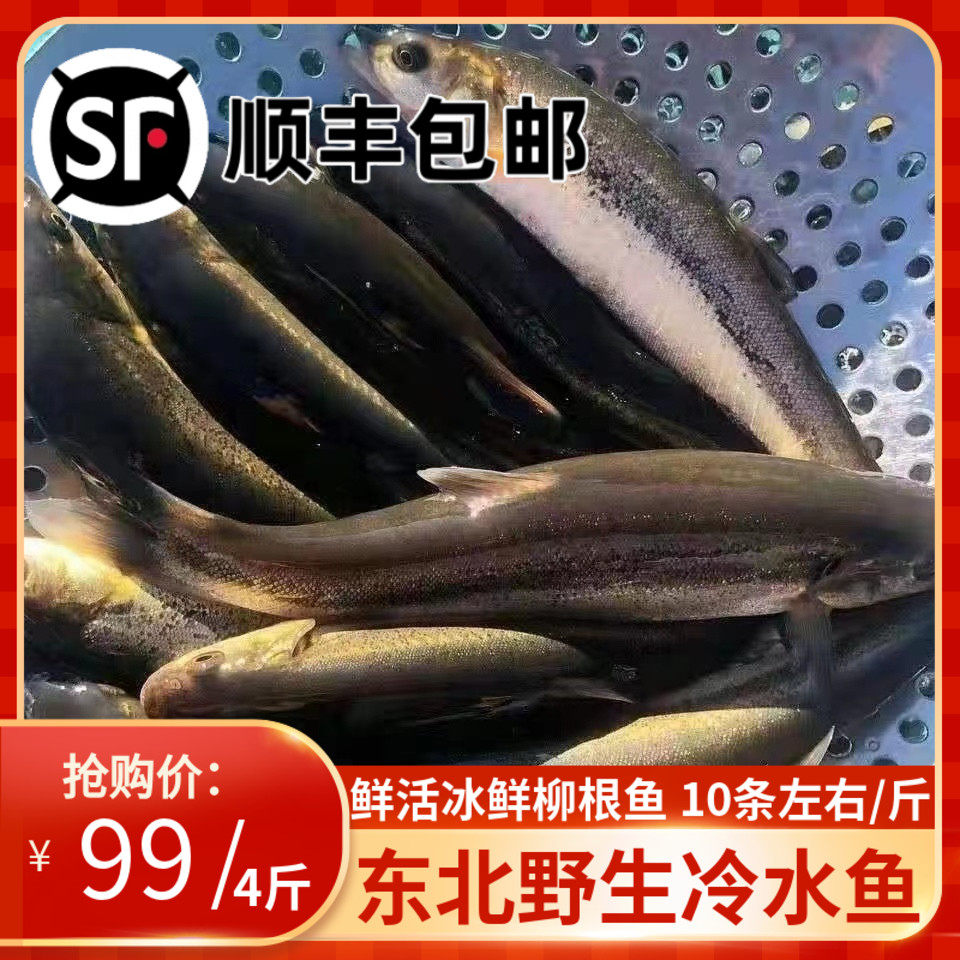 东北柳根鱼鲜活速冻大号淡水鱼开江鱼河鲜河鱼  野河柳根子500克