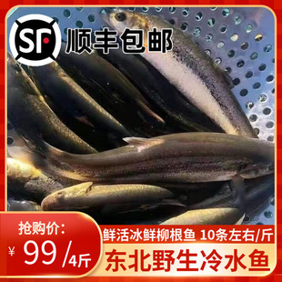 东北柳根鱼鲜活速冻大号淡水鱼开江鱼河鲜河鱼  野河柳根子500克