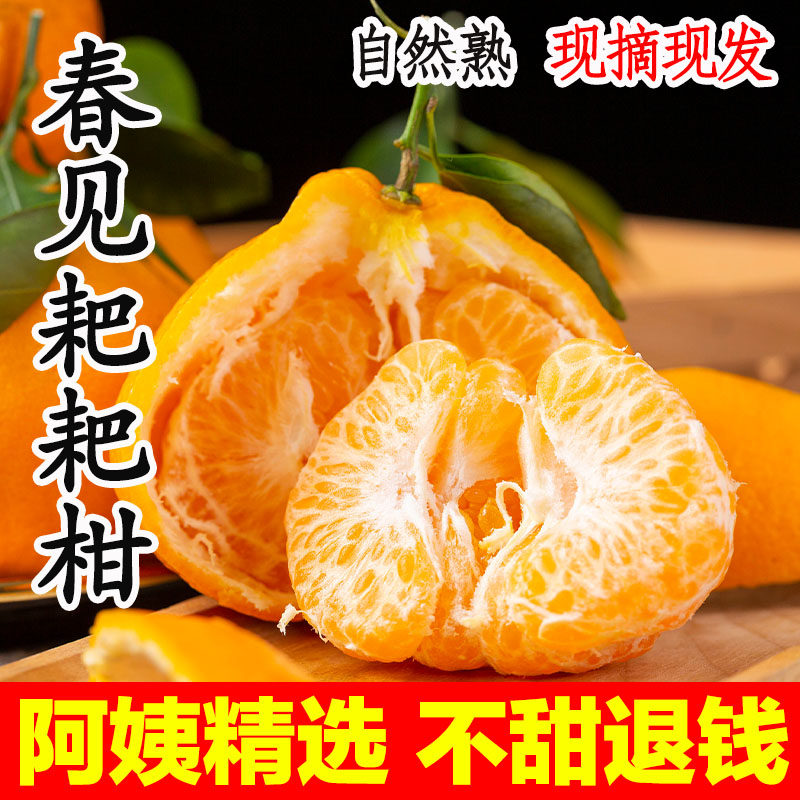 正宗四川春见耙耙柑粑粑柑现摘现发新鲜水果整箱丑桔橘子旗舰店,水产肉类/新鲜蔬果/熟食,桔子,淘宝优惠券,粉丝福利购,淘宝优惠卷