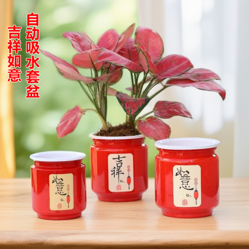 新款懒人自吸水套盆年宵花吉利红蝴蝶兰花种植吉祥如意花钵网孔篮