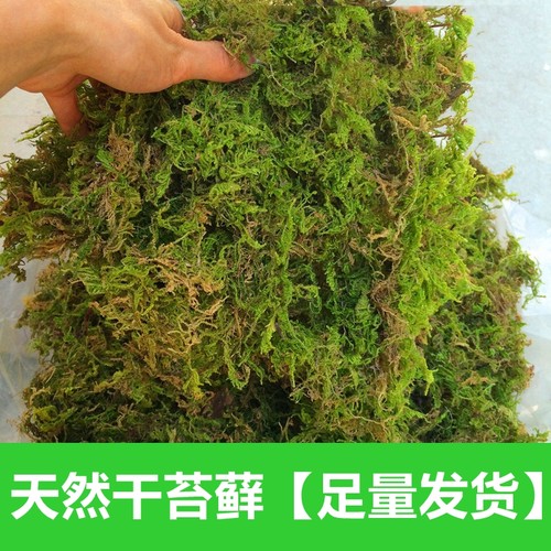 蝴蝶兰花土乌龟冬眠垫材干苔藓