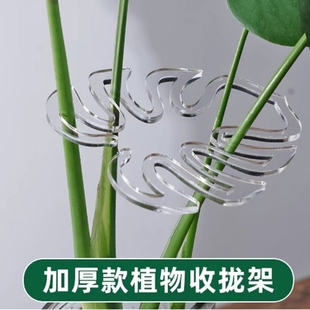 园艺龟背竹植物支撑杆防倒伏固定神器春羽水培植物花枝干收聚拢架