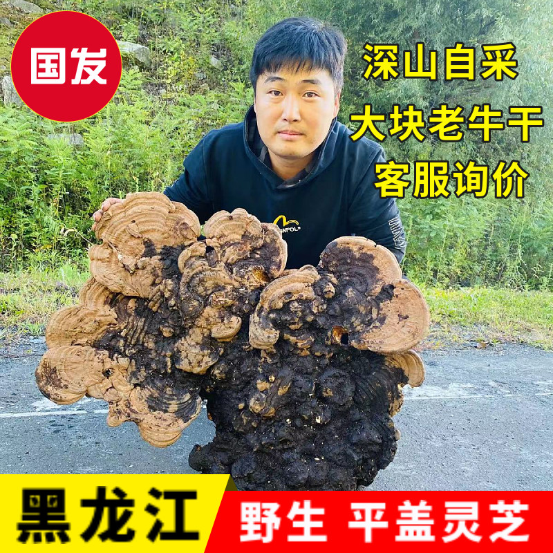 东北野生平盖灵芝老牛肝老牛干树舌灵芝整枝 大块 可摆件 客服询
