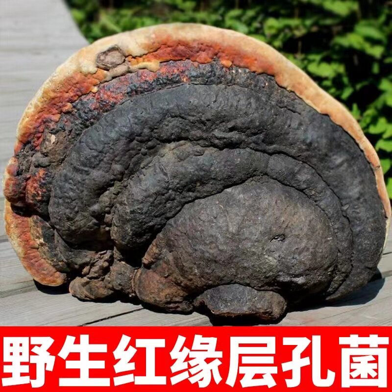 东北野生食用菌红缘层孔菌 无柄整树灵芝 平盖食用菌 500克包邮