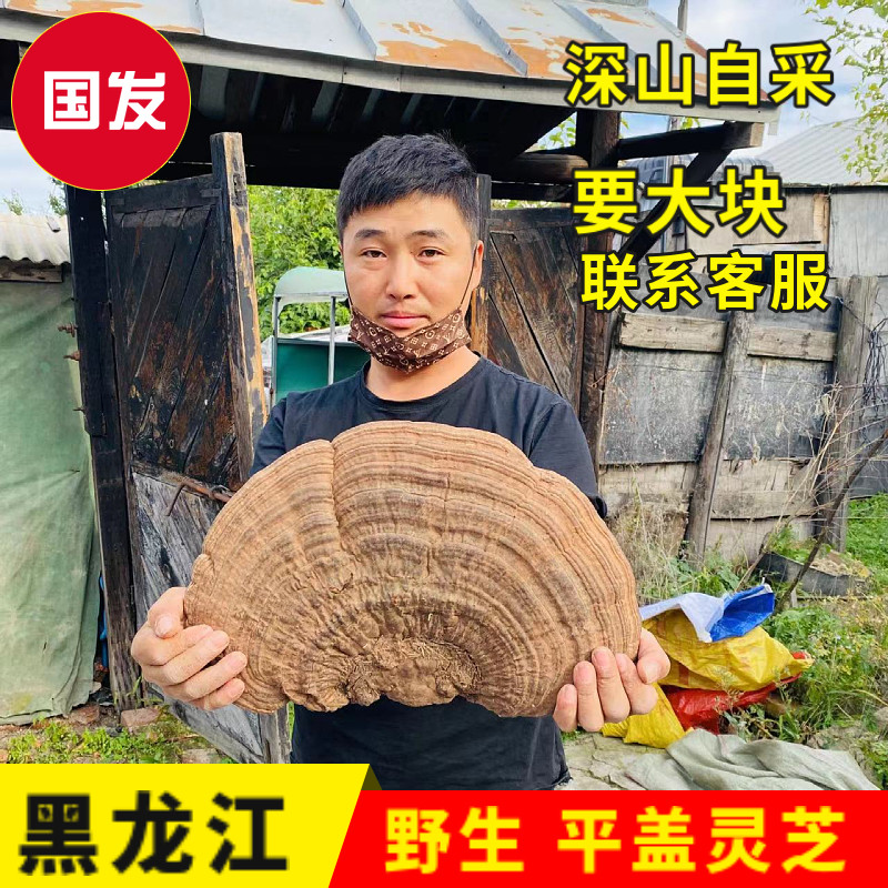 东北野生树舌老牛肝干林青芝整只可切片大块平盖灵芝干货500g包邮