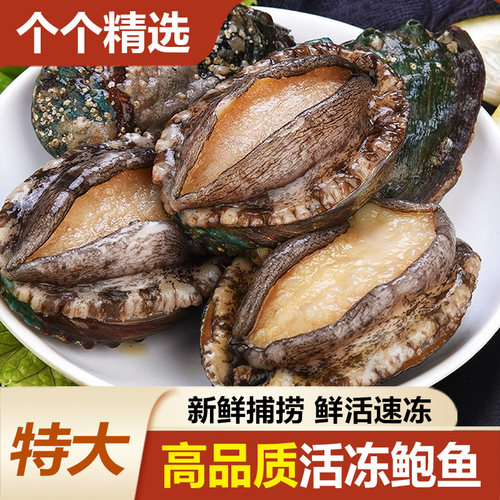 新鲜特大鲍鱼新鲜鲍鱼鲜活超大