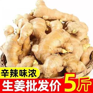 广西新鲜小黄姜正宗农家高山岭地老黄姜现挖生姜辛辣味十足原生态