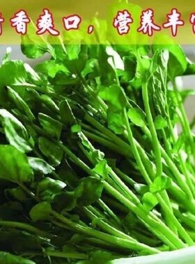 广西时令蔬菜西洋菜山泉水豆瓣菜养生菜新鲜采摘火锅食材新鲜清炒