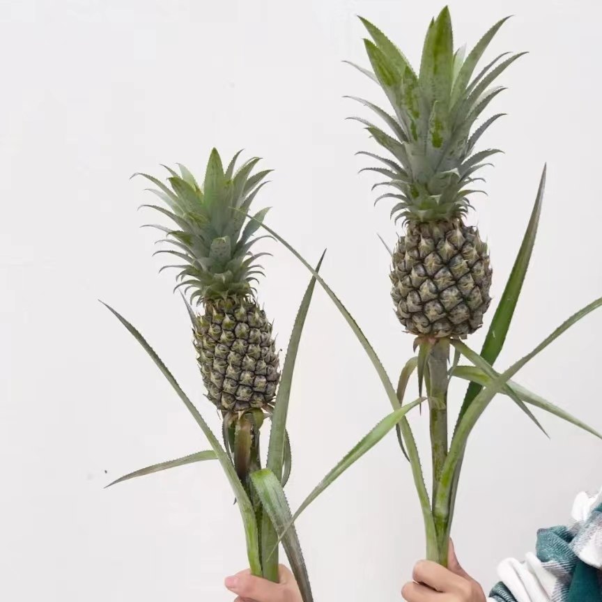 水养菠萝黑凤梨鲜花清新空气室内水培植物长花期鲜花带根,鲜花速递/花卉仿真/绿植园艺,花材,淘宝优惠券,粉丝福利购,淘宝优惠卷