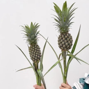 水养菠萝黑凤梨鲜花清新空气室内水培植物长花期鲜花带根