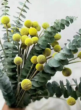黄金球尤加利叶鲜花风干长久摆放