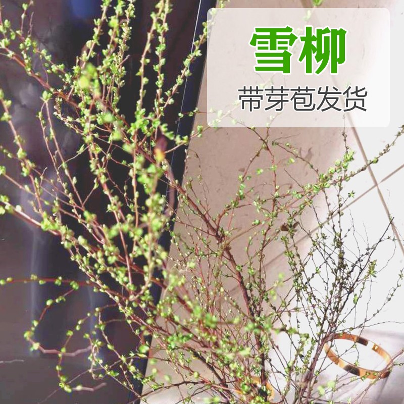 云南鲜枝雪柳长花期带芽