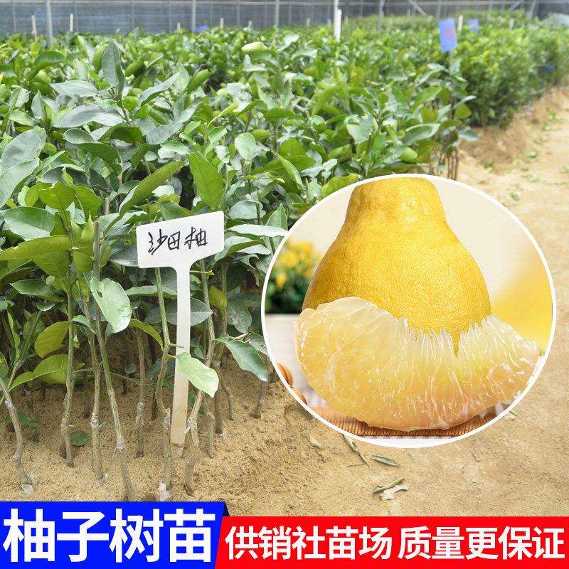 文旦柚子树苗多少钱 文旦柚子树苗优惠券免费领取 有条鱼