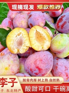 新鲜吉盛干核牛心李子东北特产