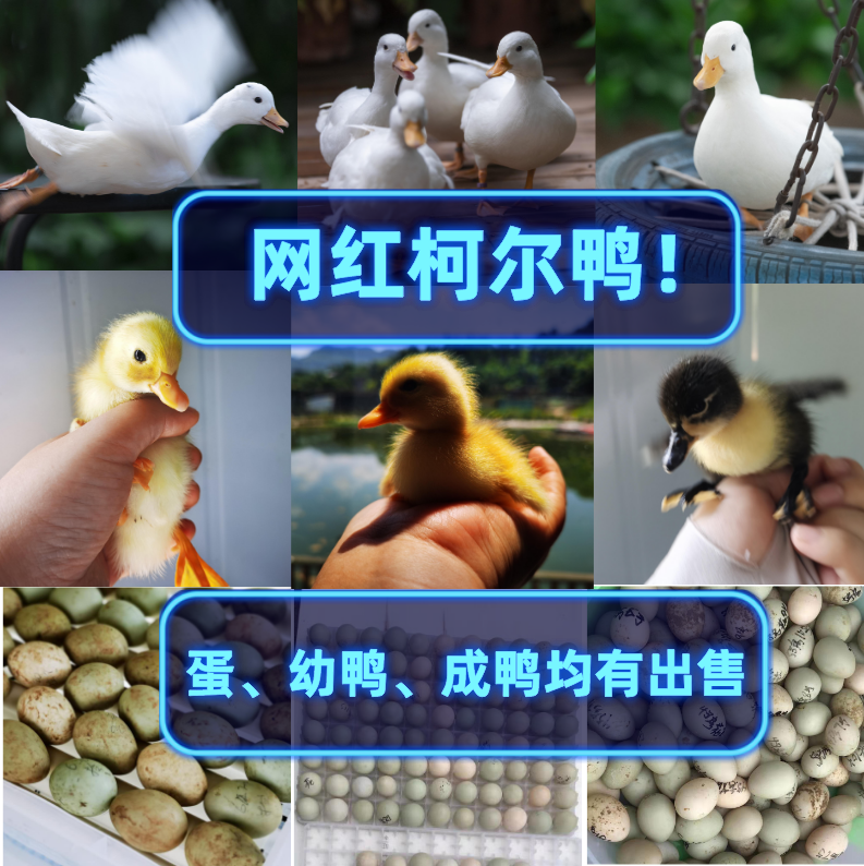 柯尔鸭小叫鸭可达鸭王思聪同款宠物鸭活体苗鸭蛋