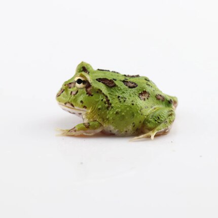 绿角蛙 7-8CM