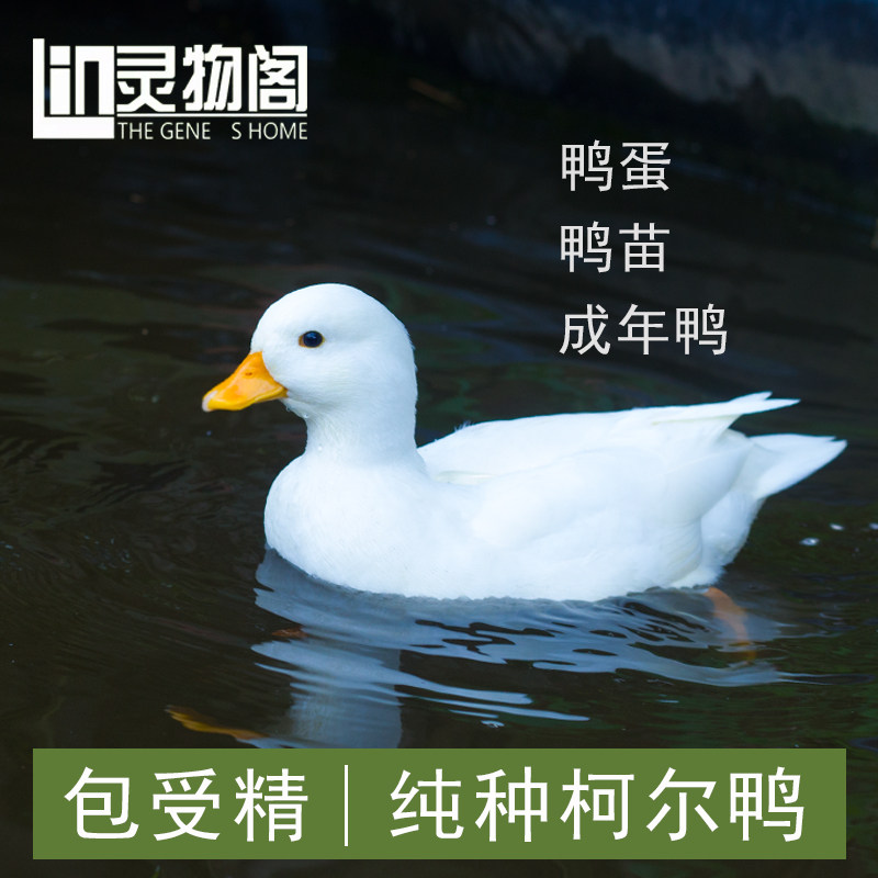 网红柯尔宠物孵化纯种鸭蛋