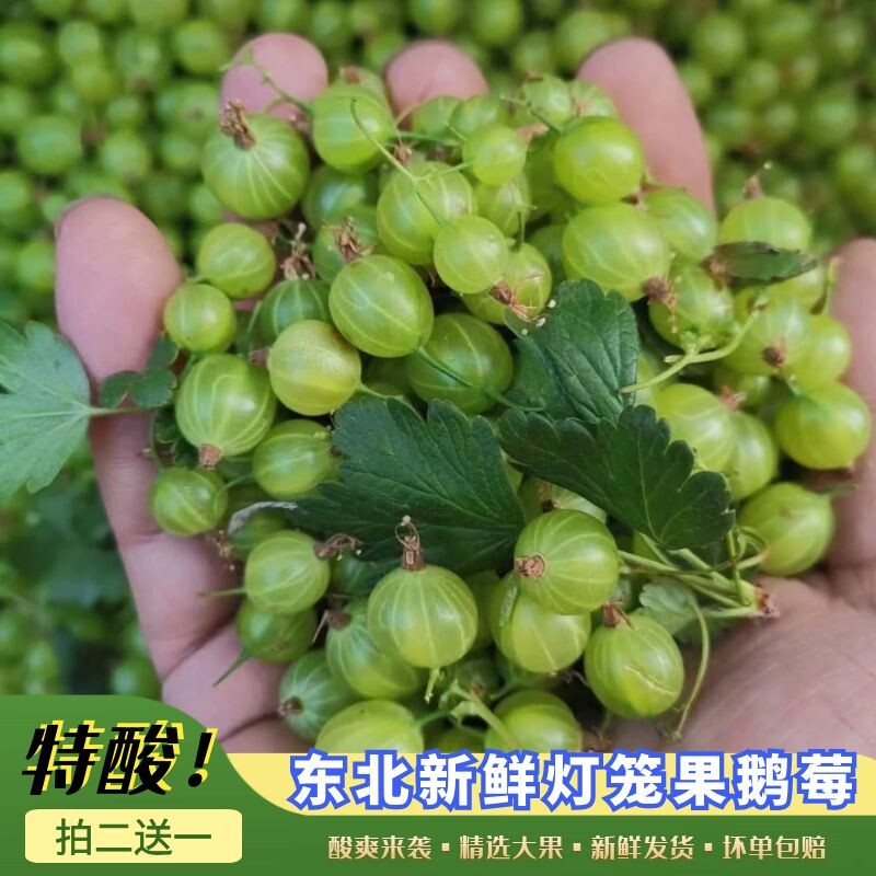 东北灯笼果新鲜野生特酸慎拍